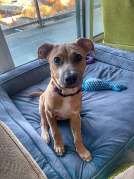 Rescue Mixed Breed Dogs for Adoption in Kitchener, Ontario - Sally (Sal) | PetCurious