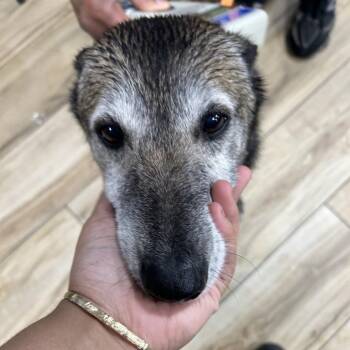 Shepherd and Mixed Breed Dogs Available for Adoption in Newark, New Jersey - Nana | PetCurious