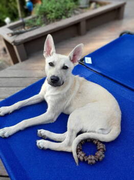 Rescue Shepherd and Husky Dogs for Adoption in Ogden Dunes, Indiana - Hannah Hope | PetCurious