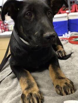 Rescue German Shepherd Dog Dogs for Adoption in Sebec, Maine - RYDER | PetCurious