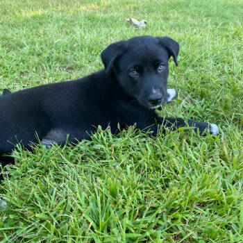 Rescue Mixed Breed Dogs for Adoption in Buffalo, Minnesota - Tahoe | PetCurious