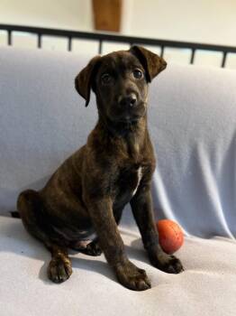 Jameson -  Labrador Retriever and Plott Hound Dog Available for Adoption in Hudson, New York - Jameson | PetCurious