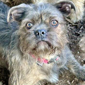 Mabel -  Mixed Breed Dog for Adoption in Rockville, Maryland - Mabel | PetCurious