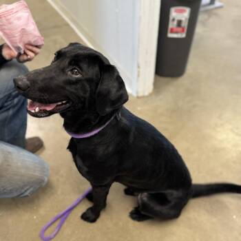 Labrador Retriever Dogs Available for Adoption - Marco | PetCurious