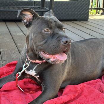 Trudy -  Shar Pei Dog for Adoption in Patchogue, New York - Trudy | PetCurious