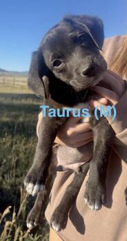 Taurus -  Border Collie Dog for Adoption in Winter Park, Colorado - Taurus | PetCurious