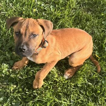Mixed Breed Dogs Available for Adoption in Cincinnati, Ohio - Charlie | PetCurious