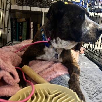 Pit Bull Terrier and Mixed Breed Dogs Available for Adoption in Turlock, California - Dorothy | PetCurious
