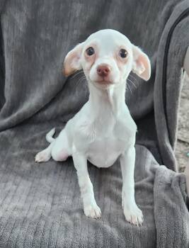 Luna -  Chihuahua Dog for Adoption in Liberty Center, Ohio - Luna | PetCurious