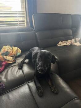 NOVA -  Labrador Retriever Dog for Adoption in San Antonio, Texas - NOVA | PetCurious