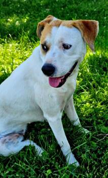 Australian Shepherd and Hound Dogs Available for Adoption in Franklin, Tennessee - MIKA | PetCurious