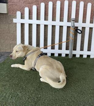 Pit Bull Terrier Dogs Available for Adoption in Modesto, California - A609907 | PetCurious