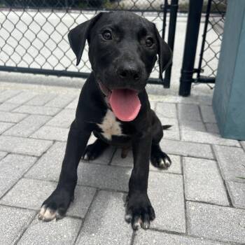 Rain -  Mixed Breed Dog for Adoption in Jupiter, Florida - Rain | PetCurious