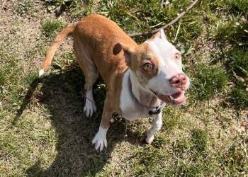 Pit Bull Terrier Dogs Available for Adoption in Colorado Springs, Colorado - HONEYBUNZ BABY | PetCurious