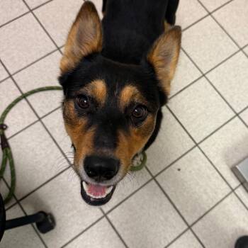 Bobandsome -  Mixed Breed Dog for Adoption in Charleston, West Virginia - Bobandsome | PetCurious