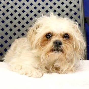 Shih Tzu Dogs Available for Adoption in Midland, Texas - Seany | PetCurious