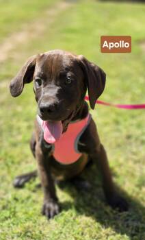 APOLLO 425 -  Labrador Retriever Dog Available for Adoption in New Berlin, Wisconsin - APOLLO 425 | PetCurious