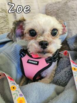 Rescue Shih Tzu and Mixed Breed Dogs for Adoption in Parkville, Maryland - Zoe | PetCurious