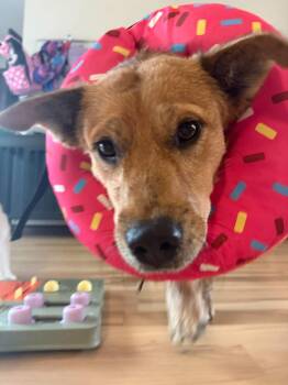 Lucy -  Australian Cattle Dog Blue Heeler Dog for Adoption in Iron Ridge, Wisconsin - Lucy | PetCurious
