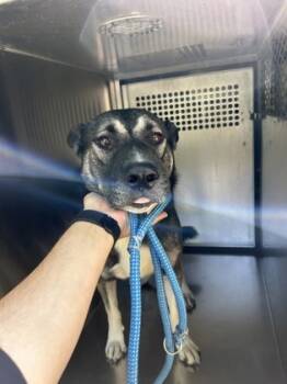 Rescue Mixed Breed Dogs for Adoption in Fort Worth, Texas - 59369238 | PetCurious