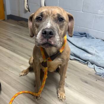 Rescue Terrier Dogs for Adoption in St. Louis, Missouri - Peppermint Mocha | PetCurious