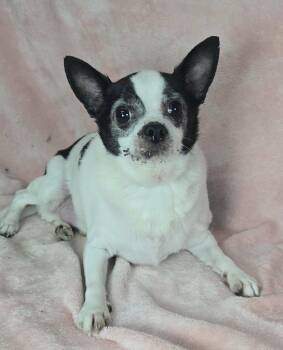 Chihuahua Dogs Available for Adoption in New York, New York - Houston | PetCurious