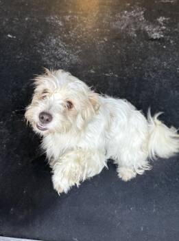 Louis -  Maltese and Havanese Dog for Adoption in New York, New York - Louis | PetCurious