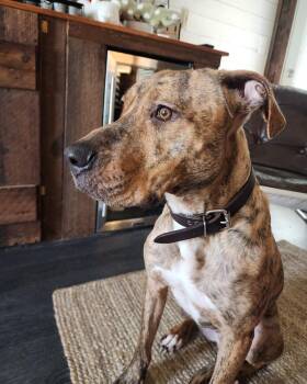 Mixed Breed Dogs Available for Adoption - Buck | PetCurious