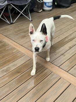 Paco -  American Bulldog Dog for Adoption in Anchorage, Alaska - Paco | PetCurious