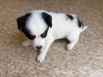 Sunflower -  Mixed Breed Dog for Adoption in Warren, Pennsylvania - Sunflower | PetCurious