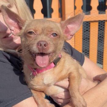 Chihuahua Dogs Available for Adoption - Oreille A2252677 | PetCurious