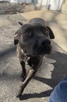 Mixed Breed Dogs Available for Adoption - DORIS | PetCurious