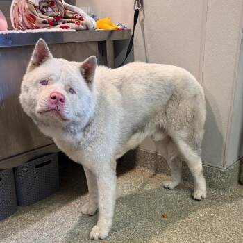 IVHS-Stray-141766 -  Akita Dog for Adoption in San Gabriel, California - IVHS-Stray-141766 | PetCurious