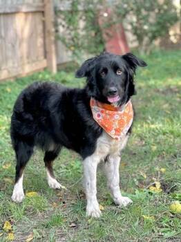 Dakota -  Australian Shepherd and Border Collie Dog for Adoption in Columbus, Ohio - Dakota | PetCurious
