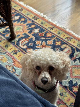 Rescue Poodle Dogs for Adoption in San Jose, California - Archie | PetCurious