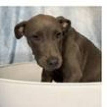 Ember -  Terrier Dog for Adoption in Tampa, Florida - Ember | PetCurious