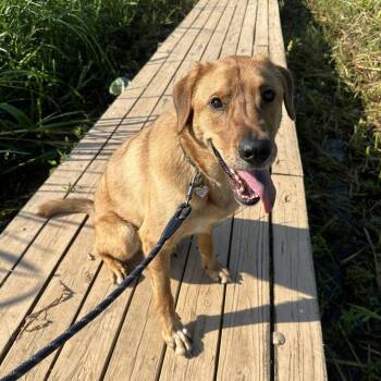 *Courtesy Listing - Pepito -  Golden Retriever Dog for Adoption in Tuscaloosa, Alabama - *Courtesy Listing - Pepito | PetCurious