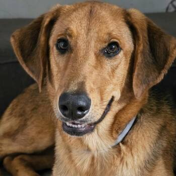German Shepherd Dog Dogs Available for Adoption in Krum, Texas - Scooby | PetCurious