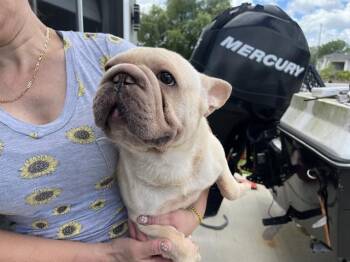 French Bulldog Dogs Available for Adoption in Fort Myers, Florida - WARO | PetCurious