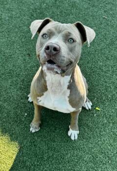 Rescue Mixed Breed Dogs for Adoption in Port St. Joe, Florida - Vidalia | PetCurious