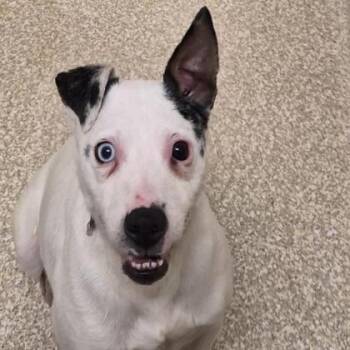 Terrier and Mixed Breed Dogs Available for Adoption in Westland, Michigan - Dale | PetCurious