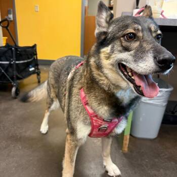 Liberty -  Husky Dog for Adoption in Norman, Oklahoma - Liberty | PetCurious