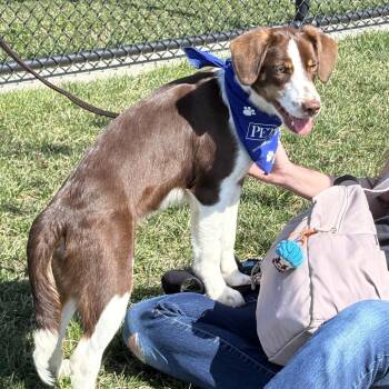 Border Collie and Hound Dogs Available for Adoption - Freckle | PetCurious