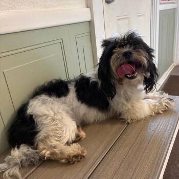 Winston -  Shih Tzu and Mixed Breed Dog for Adoption in Metamora, Michigan - Winston | PetCurious