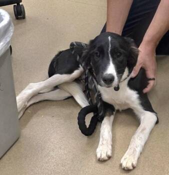 KEELEY -  Border Collie and Mixed Breed Dog for Adoption in Derwood, Maryland - KEELEY | PetCurious