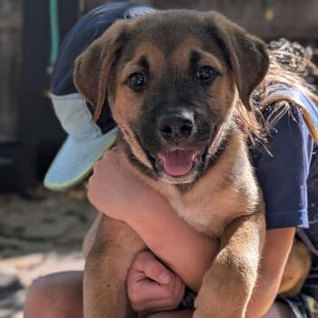 Peter -  Shepherd Dog for Adoption in Fort Collins, Colorado - Peter | PetCurious