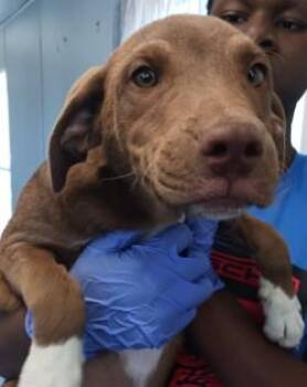Kiva -  Labrador Retriever and Mixed Breed Dog for Adoption in West Memphis, Arkansas - Kiva | PetCurious