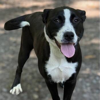 Terrier and Mixed Breed Dogs Available for Adoption - Karli | PetCurious