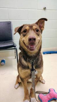 Husky Dogs Available for Adoption in Kalamazoo, Michigan - Calypso | PetCurious