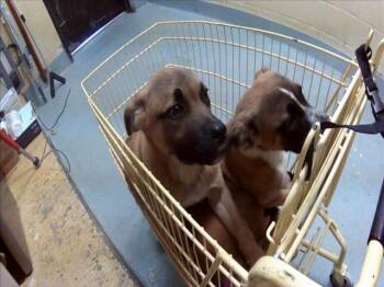 German Shepherd Dog and Mixed Breed Dogs Available for Adoption in Tulsa, Oklahoma - SPROUT | PetCurious